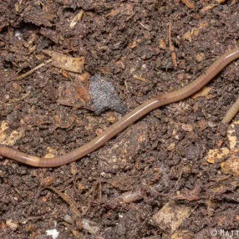 A jumping worm on top of its coffee-ground like
castings. Photo by M. Bertone, NCSU.