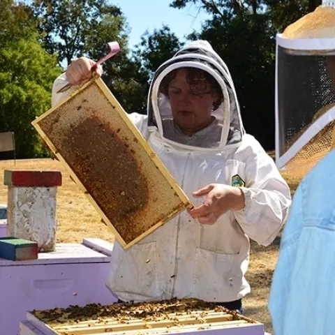 Elina Niño, Extension apiculturist and director of the California Master Beekeeper Program, examines a frame at the Harry H. Laidlaw Jr. Honey Bee Research Center. (Photo by Kathy Keatley Garvey)