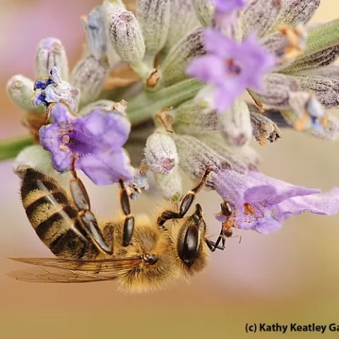 A velvety tree ant encounters a honey bee. (Photo by Kathy Keatley Garvey)