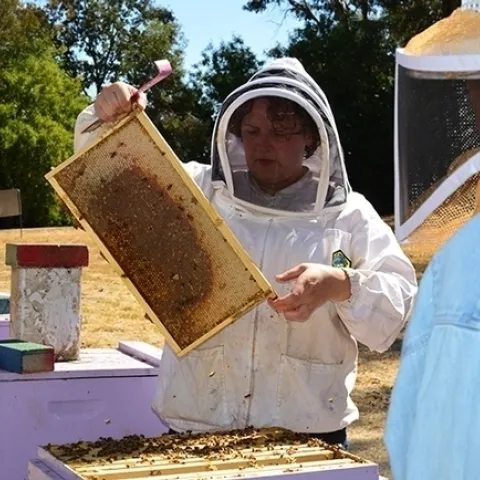 Checking out a frame in a bee hive at the Harry H. Laidlaw Jr. Honey Bee Research Facility, UC Davis, is California Master Beekeeper Program director Elina Lastro Niño, associate professor of Cooperative Extension and a member of the faculty of the UC Davis Department of Entomology and Nematology. (Photo by Kathy Keatley Garvey)