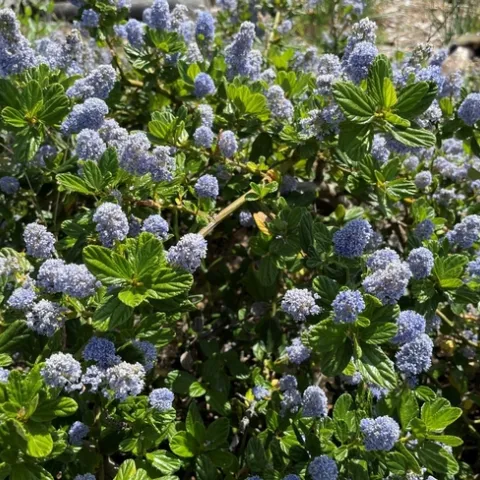Ceanothus Cafe. photos by Brenda Altman