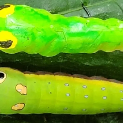 Doctoral candidate Elizabeth Postema of the Louie Yang lab studies antipredator color and behavior in swallowtail caterpillars.