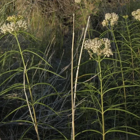 "narrowleaf milkweed, Asclepias fascicularis" by Jim Morefield is licensed under CC BY-SA 2.0.