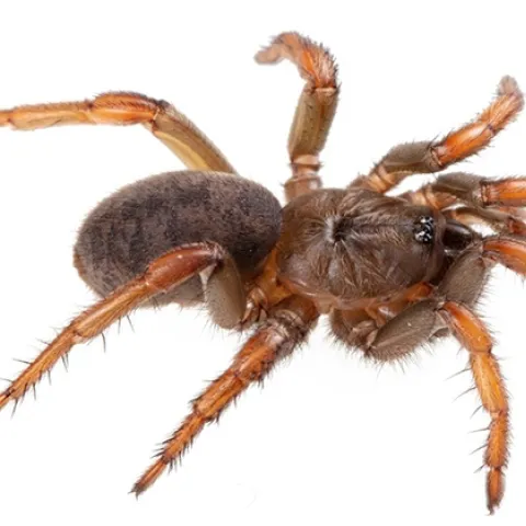 This is the Barack Obama Trapdoor Spider, Aptostichus barackobamai, that Professor Jason Bond named and which Bond, Lacie Newton an other arachnologists study. This is a spider from Sonoma County. (Photo courtesy of Jason Bond)