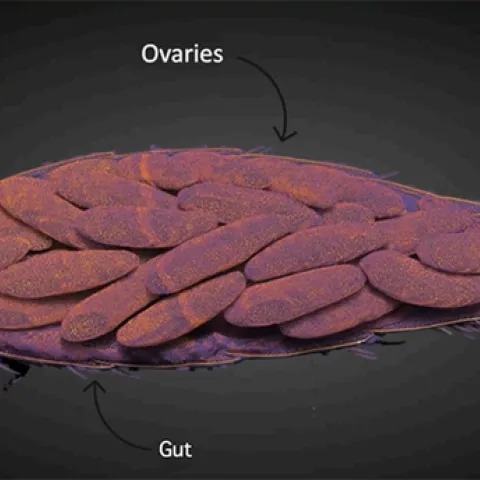 This is one of the illustrations from Lindsey Mack's exit seminar on "Genetic and Molecular Factors Influencing Pyrethroid
Response in Aedes aegypti from California."