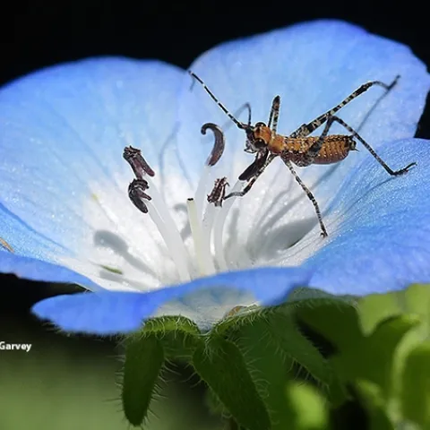 A katydid nymph nestled in a baby blue eyes blossom, Nemophila menziesii, in Vacaville, Calif. (Photo by Kathy Keatley Garvey)