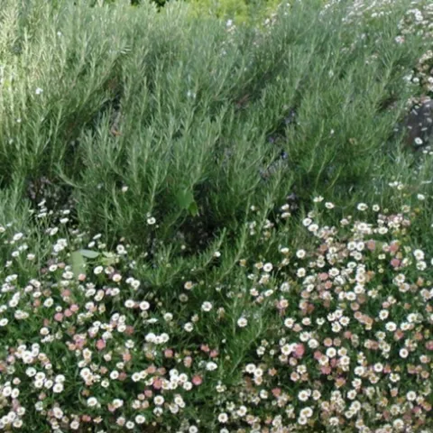 Santa Barbara daisy is a drought-tolerant perennial.