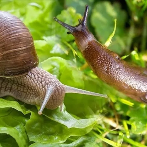snails and slugs