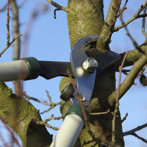 Best Time For Pruning Fruit Trees - How To Prune A Fruit Tree