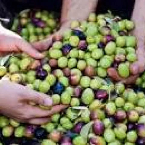Greek Art of Curing Olives