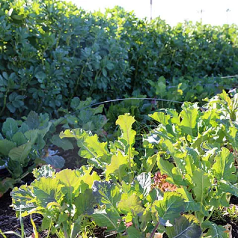 Veggies reaching for the sun at FHF. Courtesy Hedwig van den Broeck