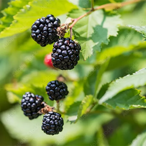 Blackberries. Courtesy of AdobeStock.