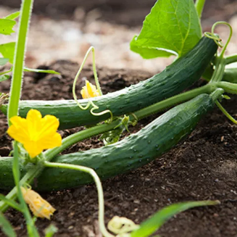 Summer Tasks - Courtesy kelly-neil-unsplash_sm