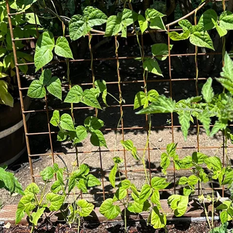 Pole beans and indeterminate tomato varieties grow best with sturdy support
