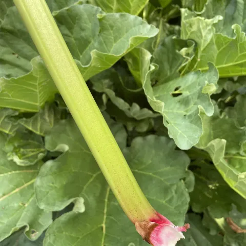 Rhubarb Victoria by Karen Schaffer