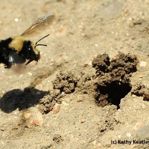 Fuzzy, yellow and black bee emerges from a ground nest.
