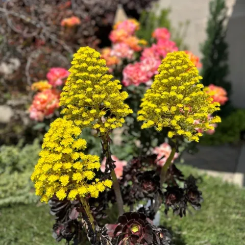 Aeonium 1 (photos by Jeanine McAnaney)