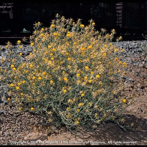 Yellow starthistle. Joseph DiTomaso, UC IPM