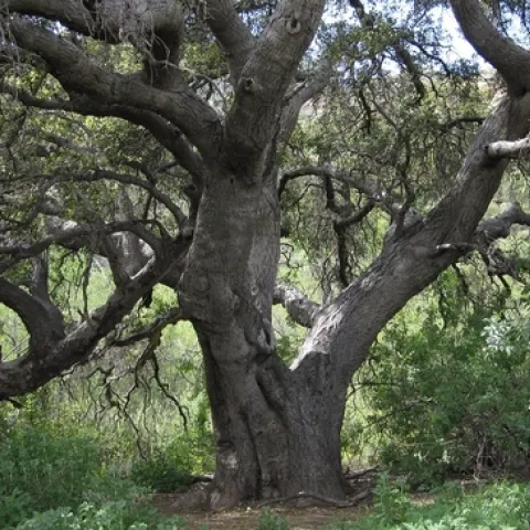 oak-194286 1280 Pixbay