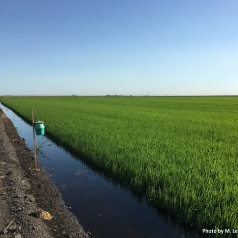 Figure 1. Bucket traps are placed along field edges. Nine traps are deployed across three Delta locations and are checked weekly. The traps include a pheromone lure that selectively traps true armyworm moths.