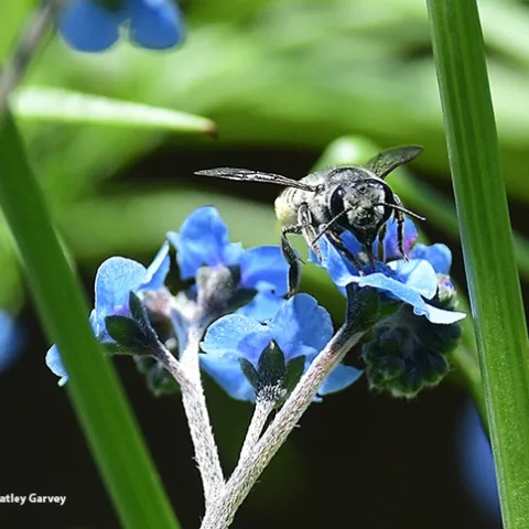 A leafcutter bee, family Megachilidae, peers at the photographer. "Here I am! It's National Pollinator Week." (Photo by Kathy Keatley Garvey)