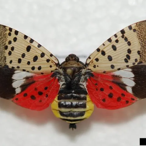 Spotted lanternfly adult. Photo by Pennsylvania Department of Agriculture, Bugwood.org