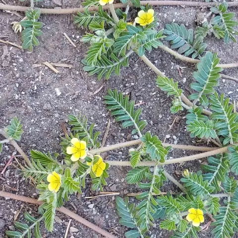 Puncturevine flowers. Jeanette Alosi