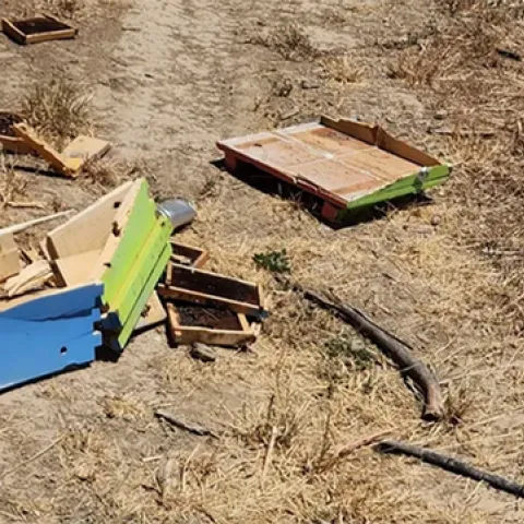 Remnants of the 40 bee colonies destroyed when a truck driver, under cover of darkness, deliberately drove over them last week in Winters. They belonged to Caroline Yelle, owner of Pope Valley Queens.