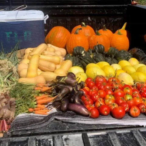 Truck bed filled with colorful, harvested vegetables: beets, eggplants, tomatoes, acorn squash, spaghetti squash, pumpkins, carrots and butternut squash.