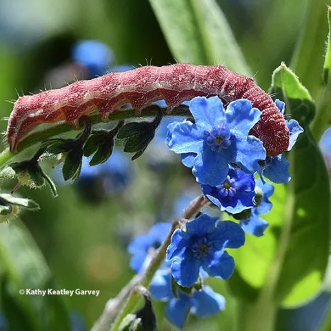 A tobacco budworm, Heliothis virescens,, munching on Chinese forget-me-nots in a Vacaville garden. (Photo by Kathy Keatley Garvey)