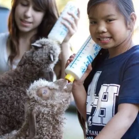 Two youth, one with a 4-H shirt, bottle feeding two brown lambs.