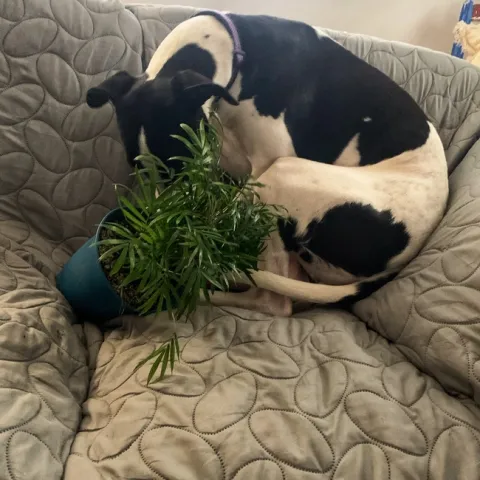 Photo by Deborah Light-Pacheco