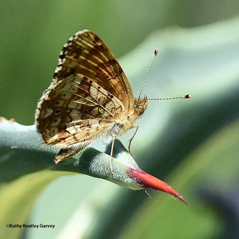 Phyciodes mylitta perches on a cactus. (Photo by Kathy Keatley Garvey)