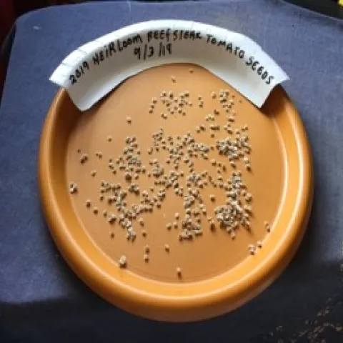 Orange plate labeled "beefsteak tomato seeds" with small seeds drying.