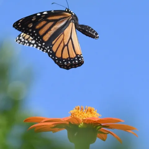A monarch leaving a Mexican sunflower, Tithonia rotundifola. This image was taken in a pollinator garden in Vacaville. (Photo by Kathy Keatley Garvey)