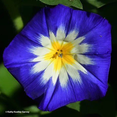 The dwarf morning glory, Convolvulus tricolor, putting on a show. (Photo by Kathy Keatley Garvey)