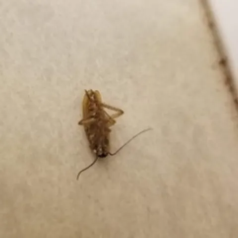A cockroach laying upside down.