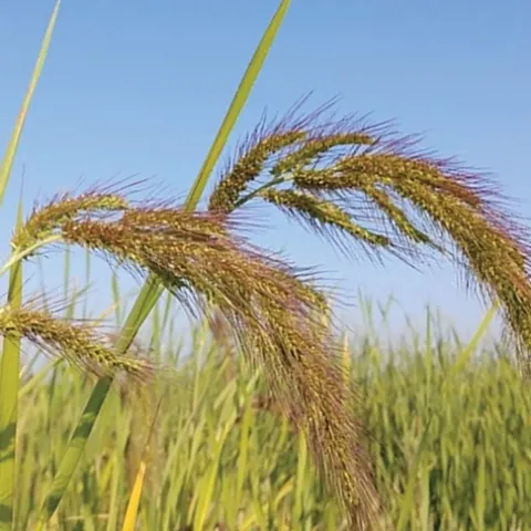 Aggressive watergrass challenges California growers and researchers who seek effective control programs.