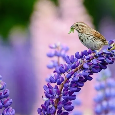 sparrow lupine