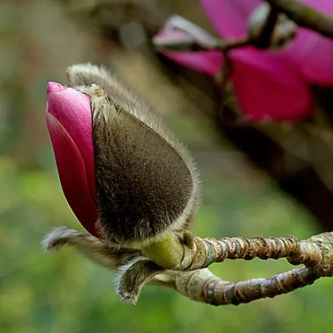 Magnolia bud. by Bernard Spragg is marked with CC0 1.0.