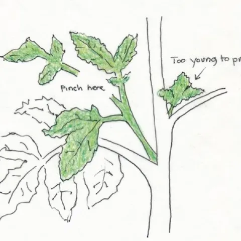 Diagram demonstrating where to prune tomatoes