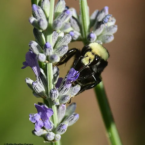 A yellow-faced Bombus vosnesenskii, prepares to sip nectar from an English lavender. (Photo by Kathy Keatley Garvey)