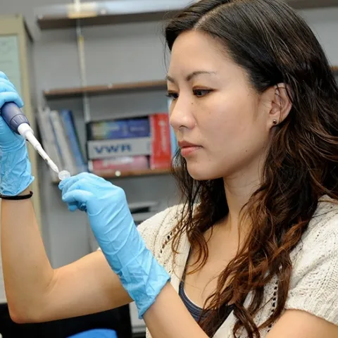 Molecular geneticist-physiologist Joanna Chiu, professor and vice chair of the UC Davis Department of Entomology and Nematology, working in her lab. (Photo by Kathy Keatley Garvey)