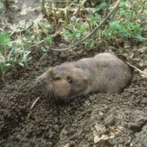 gopher
