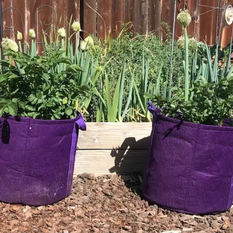 Air pruning grow bag. Photos by Karen Metz