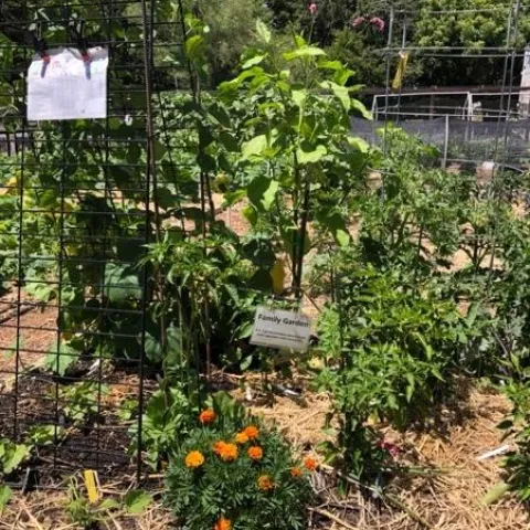 The Family Garden is a single 100–square foot bed that shows what’s possible. Photo by Titania Buchholdt.