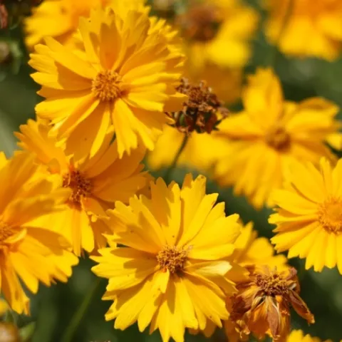coreopsis californica