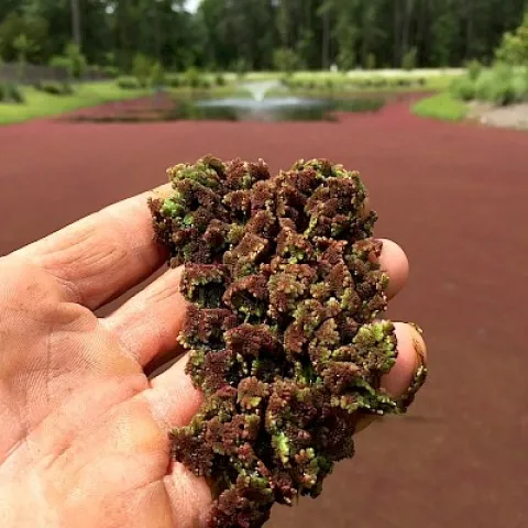 azolla blob