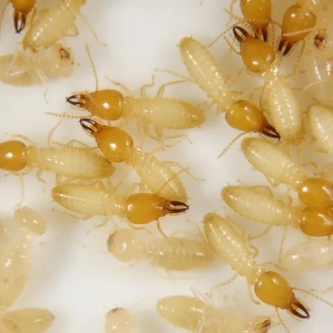 Numerous yellow and brown termite workers and soldiers.