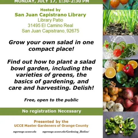 Salad Lovers, Rejoice! Learn How to Grow Your Own Salad Bowl Garden